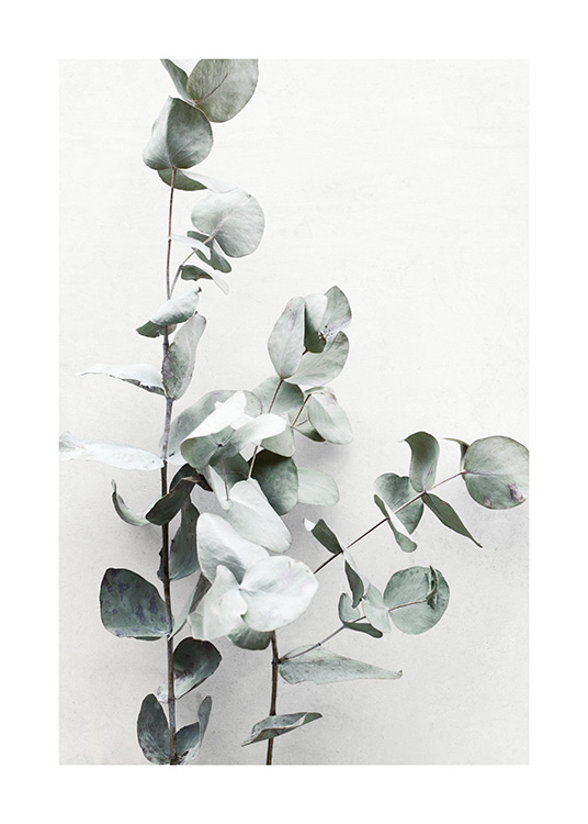 Eucalyptus Twigs No1 Juliste