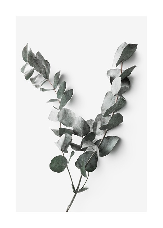 Eucalyptus Twigs No2 Juliste / Valokuvat Osoitteessa Desenio ab (13011)