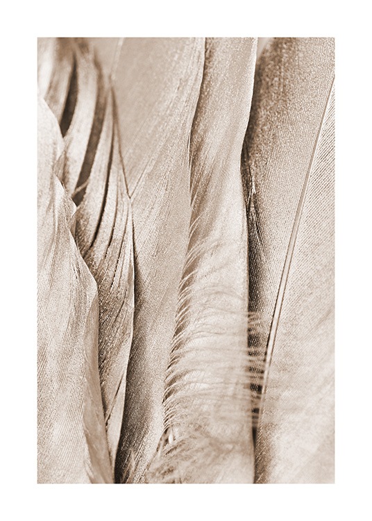 Shimmering Feathers Juliste / Valokuvat Osoitteessa Desenio ab (13014)