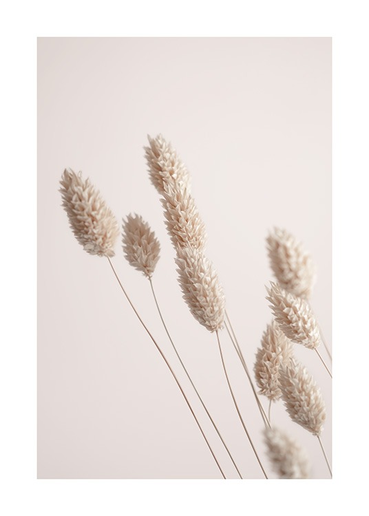 Dried Grass Juliste / Valokuvat Osoitteessa Desenio ab (13015)