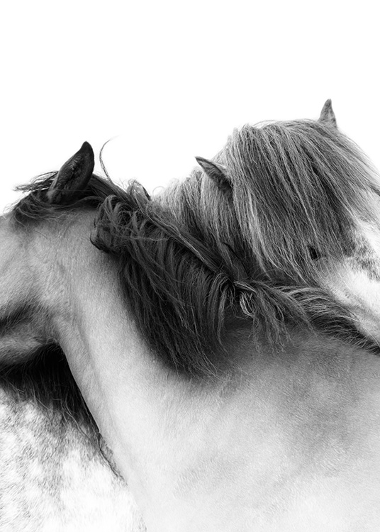 Horse Hug Juliste