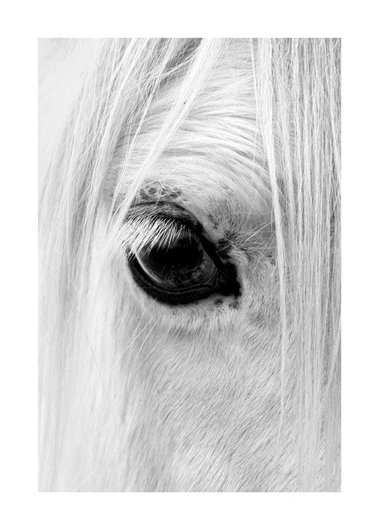 Horse Eye Juliste / Mustavalkoiset Osoitteessa Desenio ab (13041)