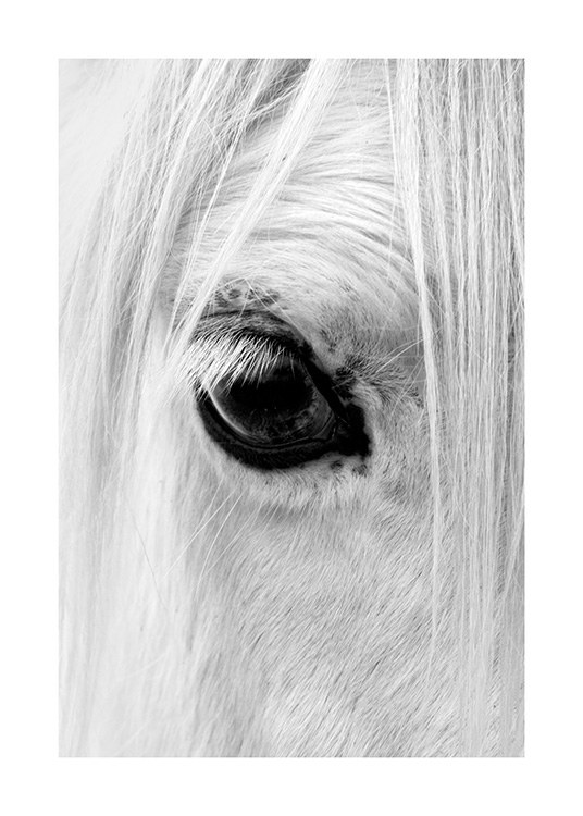Horse Eye Juliste