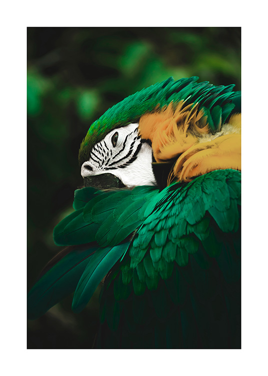 Jungle Parrot Juliste / Valokuvat Osoitteessa Desenio ab (13069)