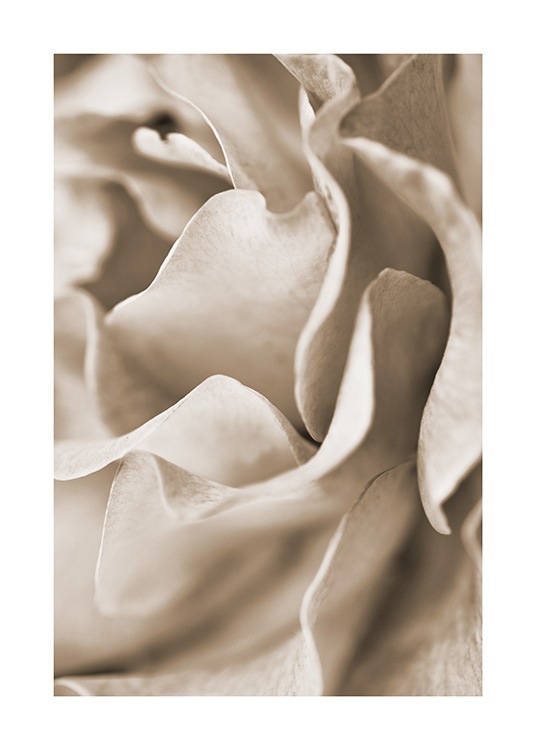 Muted Rose Juliste