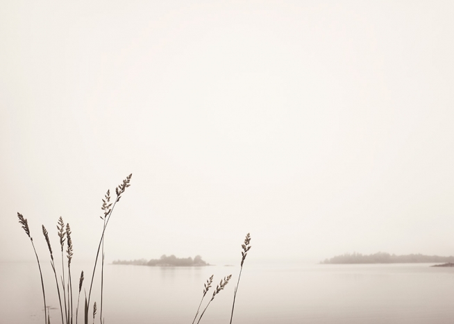 Reed by Foggy Lake Juliste