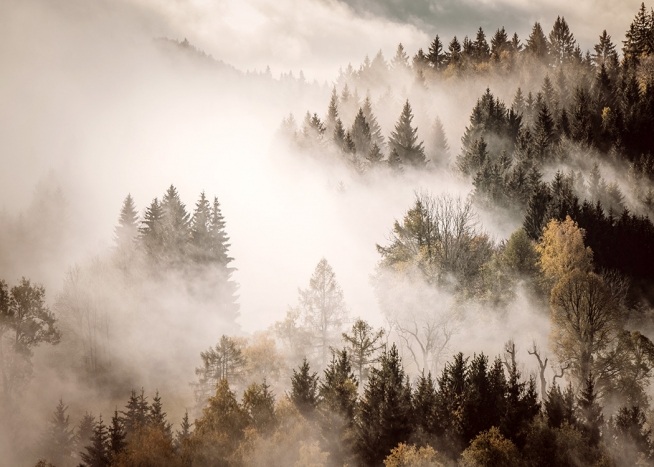 Misty Autumn Forest Juliste