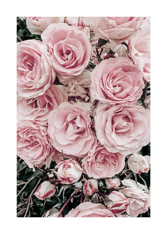  - Valokuva ruusukimpusta pastellinvaaleanpunaisilla ruusuilla ja vihreillä lehdillä