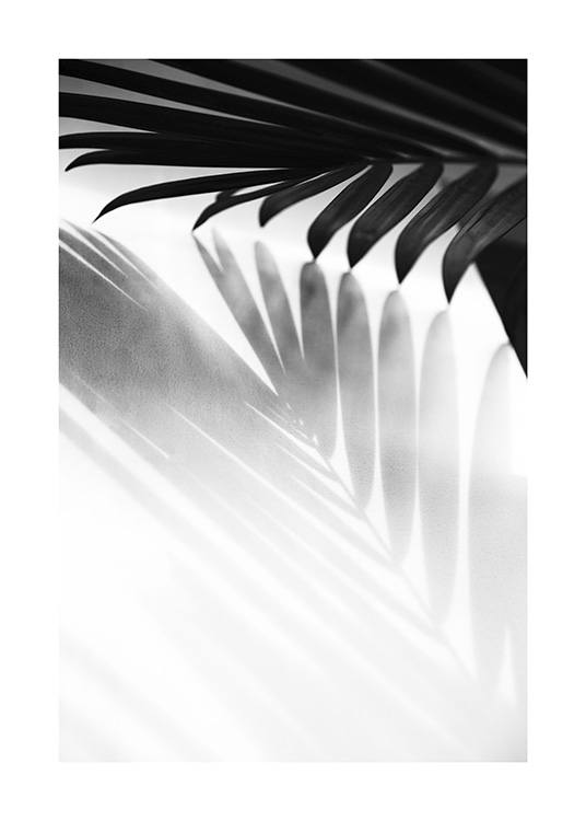 Palm Shadow B&W Juliste