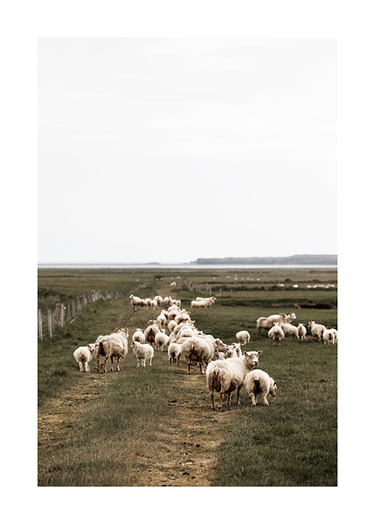  - Valokuva suuresta lammaslaumasta kävelemässä Islannin vihreässä maisemassa
