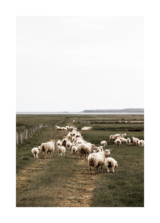 Icelandic Sheep Juliste