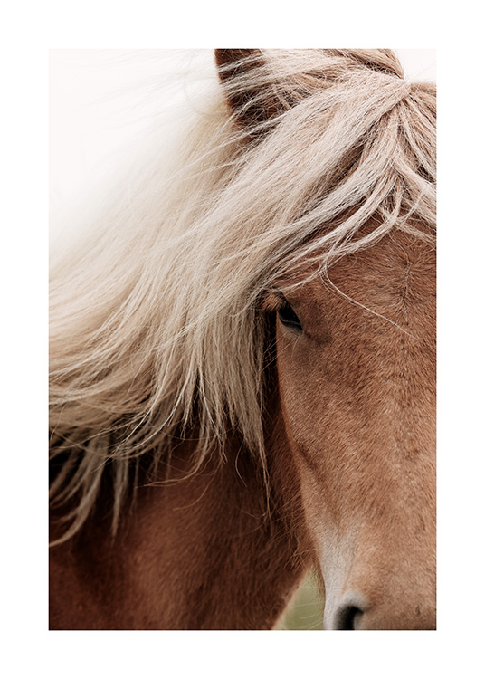 Chestnut Horse Juliste