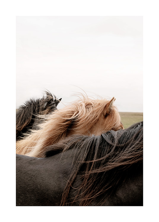 Horses of Iceland Juliste