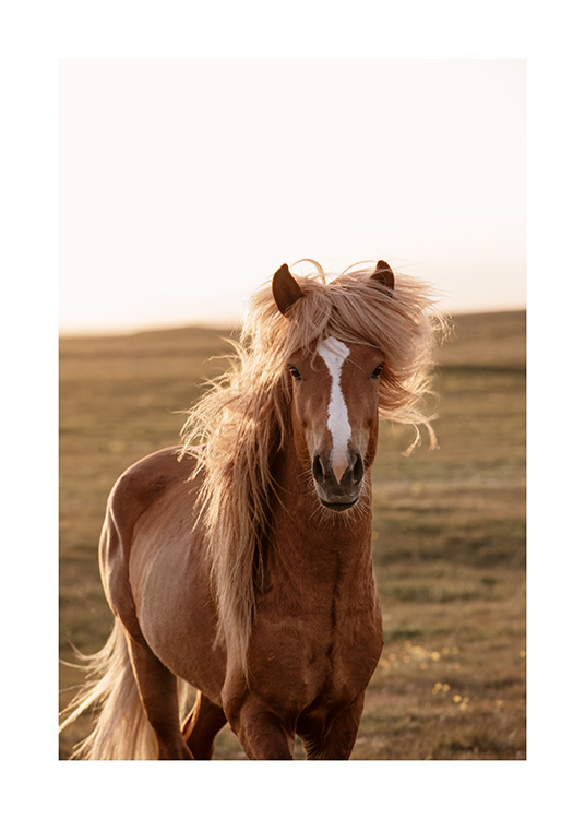  - Valokuva vaaleanruskeasta hevosesta Islannissa vihreä maisema taustallaan