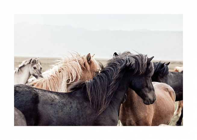 Horse Herd Juliste