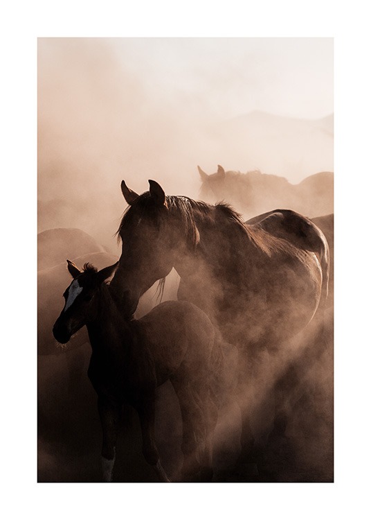Herd of Wild Horses Juliste