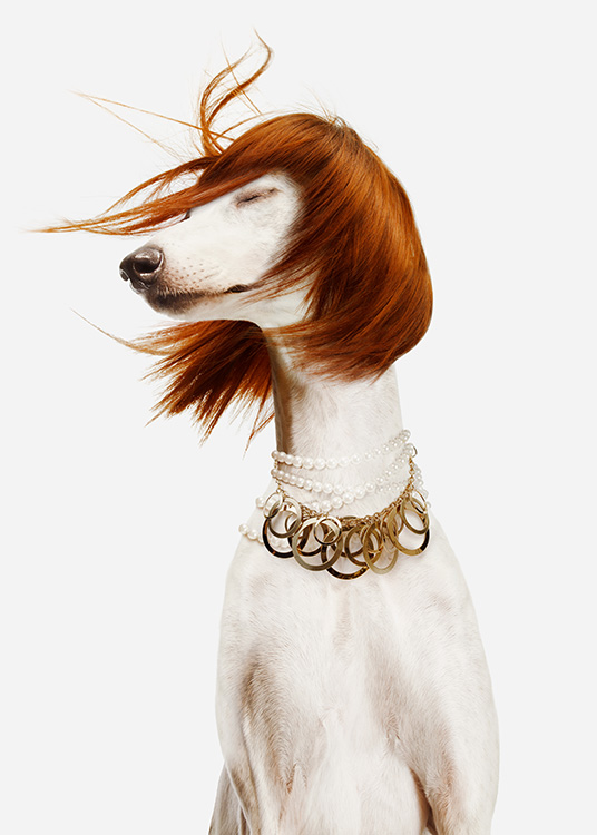  - Valokuva valkoisesta koirasta punaisessa peruukissa ja suuressa kultaisessa helmikaulakorussa vaalealla taustalla