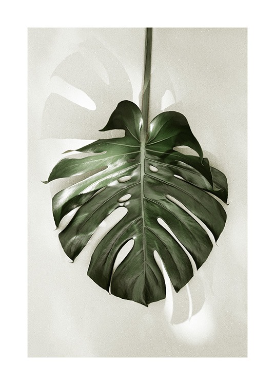 Monstera in Sunlight Juliste