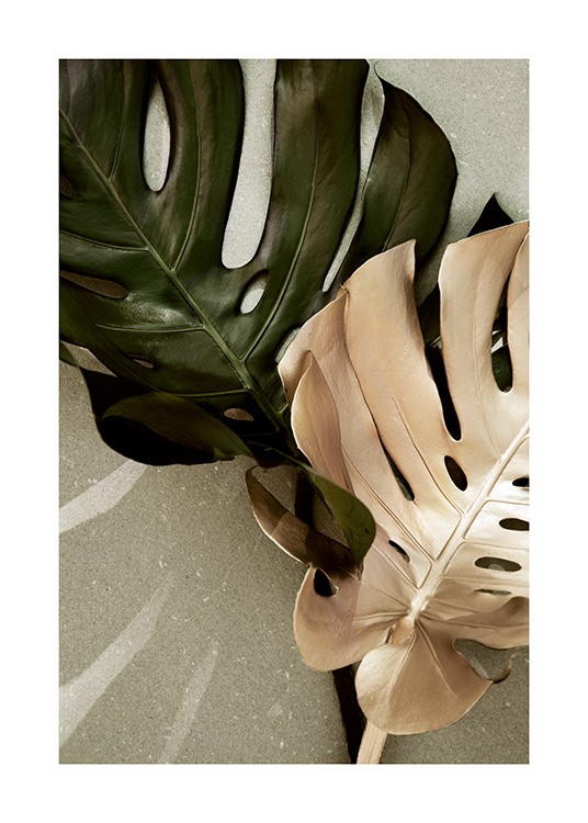 Golden Monstera Juliste
