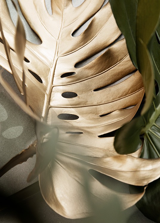 Golden Monstera leaves Juliste