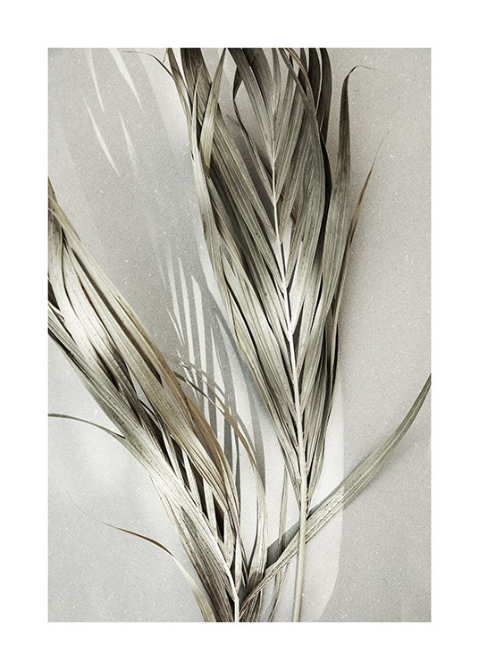 Dry Palm Leaves Juliste