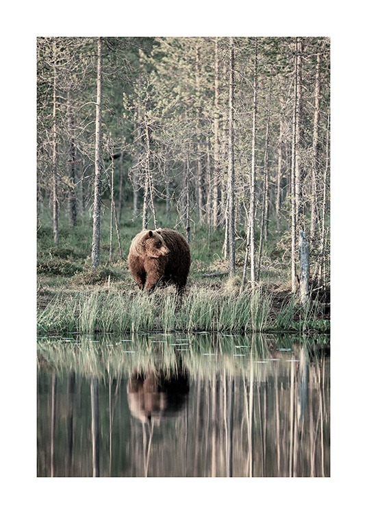 Bear by Lake Juliste / Hyönteiset & eläimet Osoitteessa Desenio ab (13591)