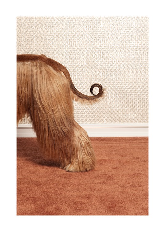 Afghan Hound Juliste