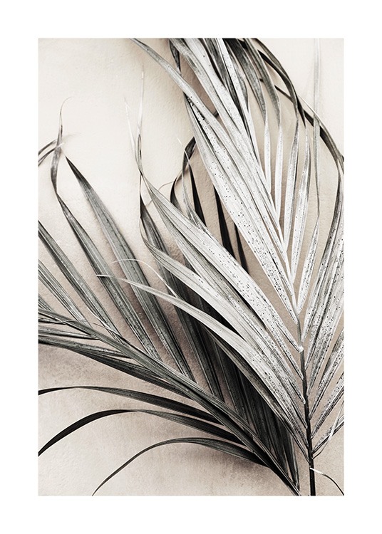 Dry Palm Leaves No3 Juliste