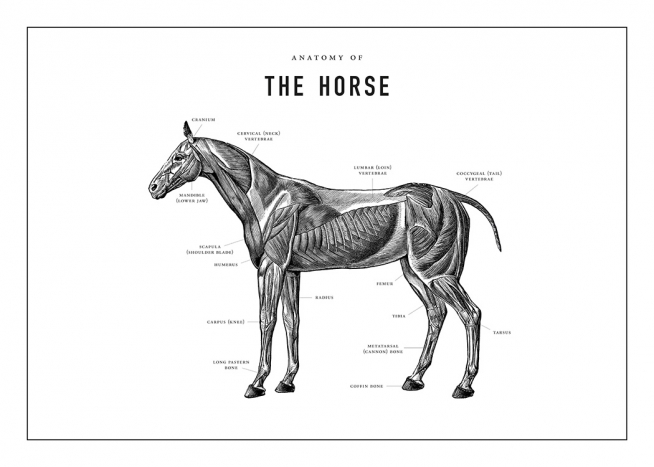 Horse Anatomy Juliste / Piirrokset Osoitteessa Desenio ab (13732)
