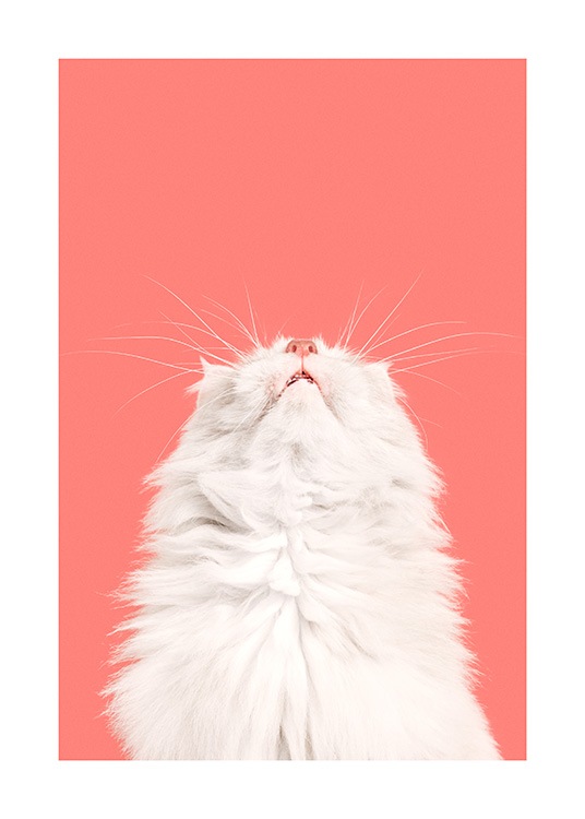 Fluffy Cat Juliste