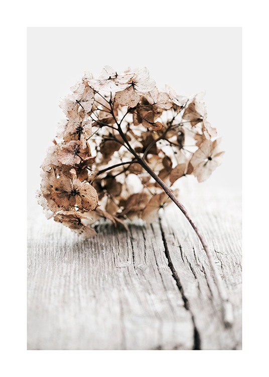  – Valokuva kuivatusta hydrangean oksasta beigeine lehtineen puisella taustalla