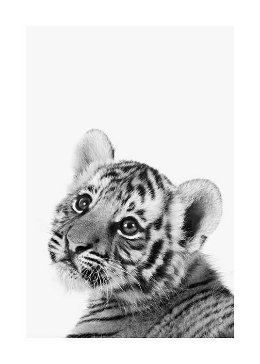 Baby Tiger Juliste