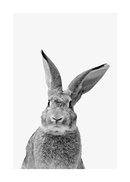Black and White Rabbit Juliste