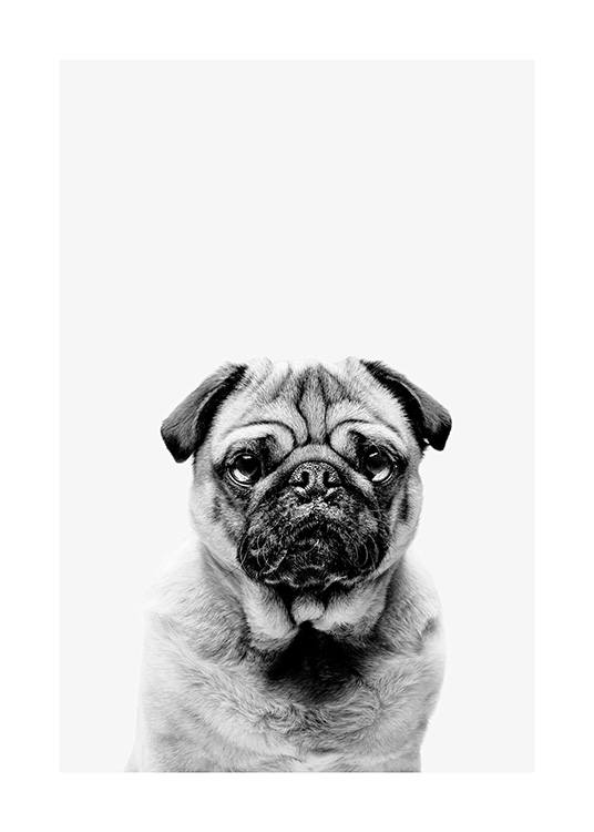 Black and White Pug Juliste