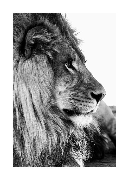 Lion Profile Juliste