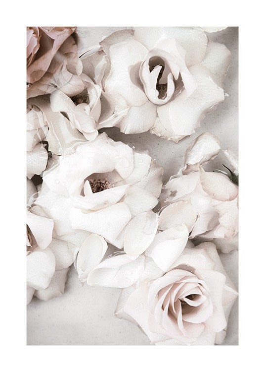 Close up White Roses Juliste / Kukat Osoitteessa Desenio ab (13875)