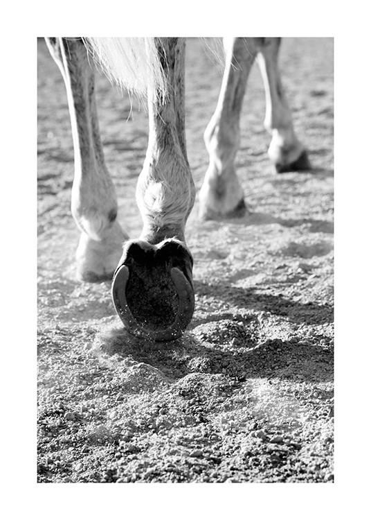 Horse Hoofs Juliste