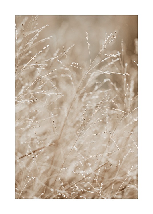  – Valokuva niitystä, joka on täynnä beigeä heinää