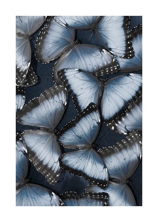 Morpho Butterflies Juliste