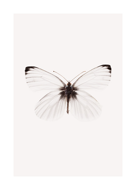  – Valokuva valkoisesta perhosesta ja mustista yksityiskohdista vaaleanbeigellä taustalla