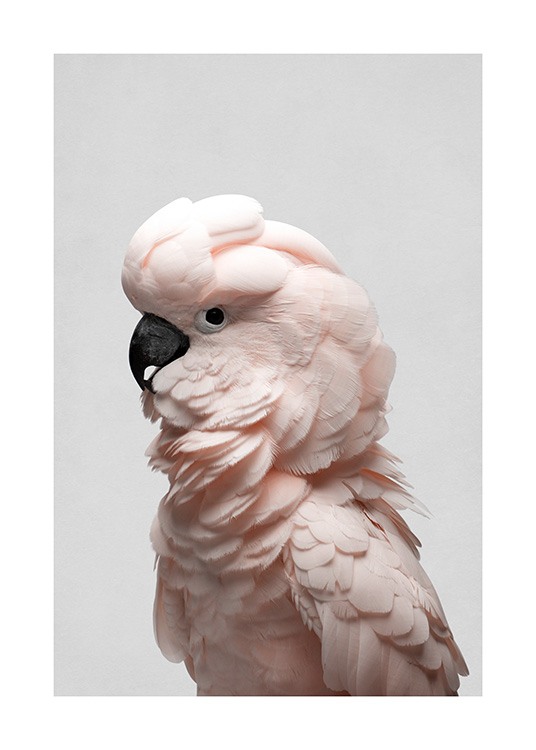  – Sivukuva vaaleanpunaisesta kakadusta vaaleanharmaalla taustalla