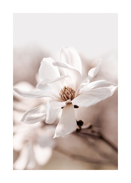 Star Magnolia Blossom Juliste