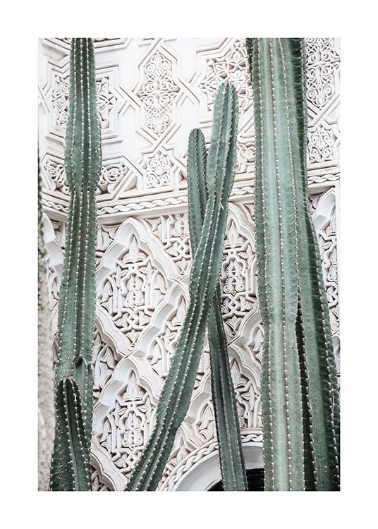 Cactus Dream Juliste