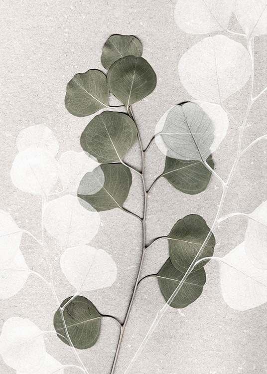  – Valokuva vihreästä ja valkoisesta eukalyptuksenoksasta beigellä kivitaustalla