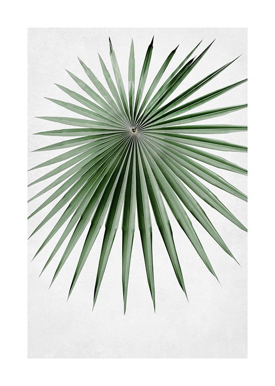  – Valokuva vihreästä viuhkamaisesta palmunlehdestä kapeine ja terävine kärkineen