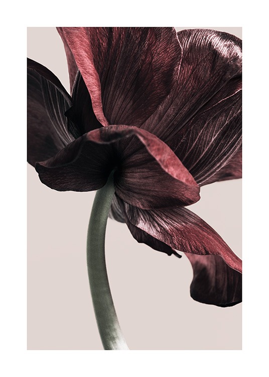  – Valokuva tummanpunaisesta kukkivasta vuokosta vaaleanbeigellä taustalla