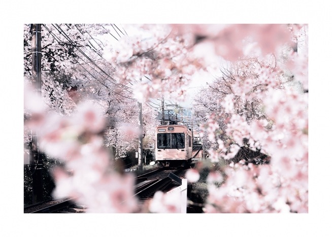  – Valokuva vaaleanpunaista raitiovaunua ympyröivistä kirsikankukista ja kirsikkapuista