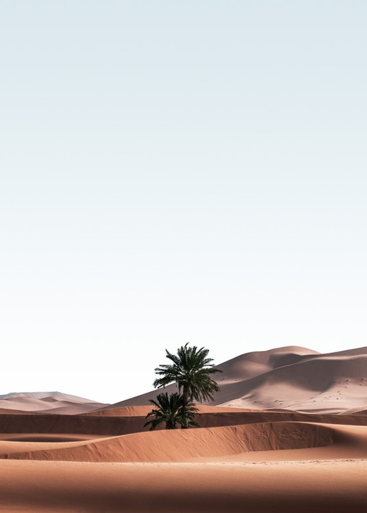  – Valokuva autiomaasta ja palmuista hiekkadyyneillä