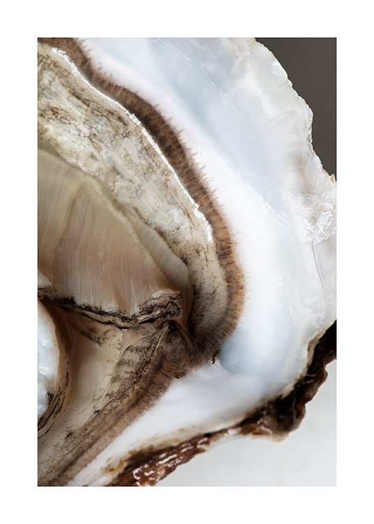  – Valokuva osterin ruskeasta ytimestä ja valkoisista reunoista