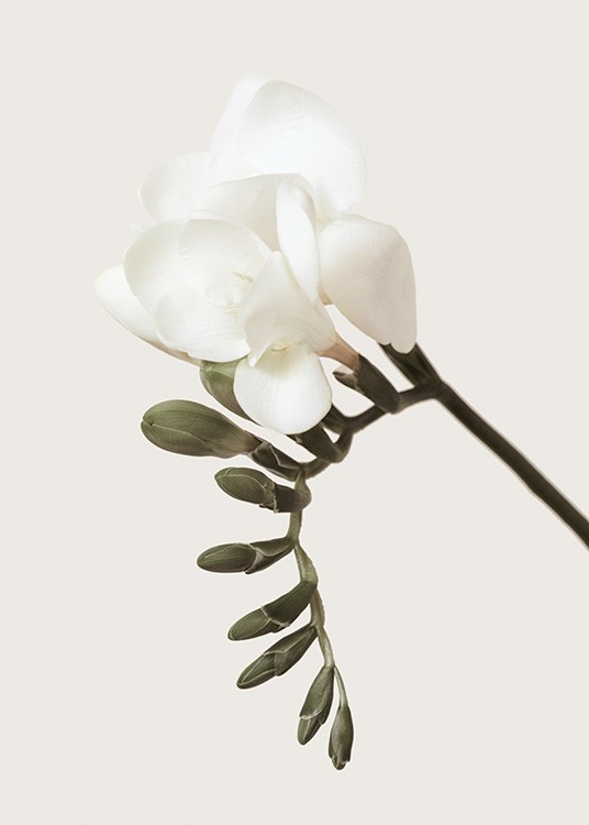  – Valokuva freesian vihreistä silmuista ja valkoisesta kukasta beigellä taustalla